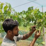 শার্শায় ইউটিউব দেখে প্রথমবার বাণিজ্যিক আঙুর চাষ, তরুণ উদ্যোক্তার সাফল্যে সাড়া