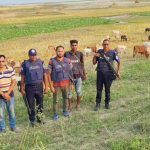 পদ্মার চরে ছিনতাই হওয়া ১৭৬ গরু উদ্ধার