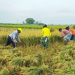 চলনবিলাঞ্চলে বোরো ধান কাটা শুরু, বাম্পার ফলন