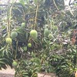 সাতক্ষীরায় আজ থেকে আম পাড়া শুরু