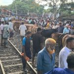 রেললাইন ঘেঁষে কোরবানির পশুর হাট নয়: রেল মন্ত্রণালয়